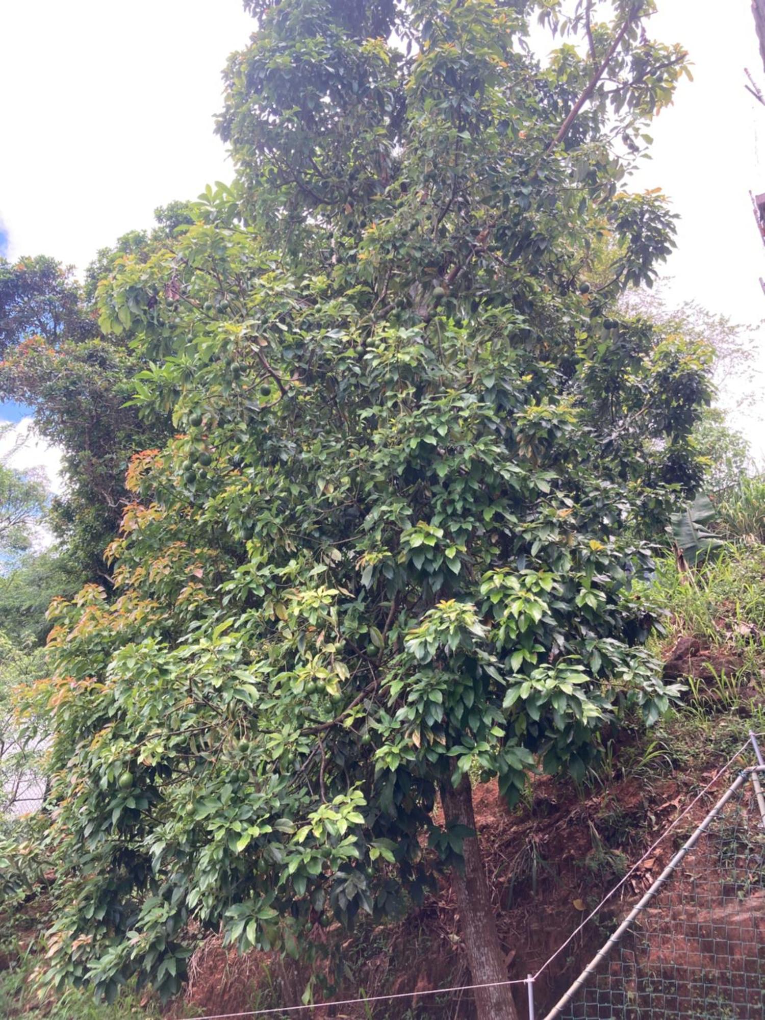 Reverie Hill Bungalow, Kandy Eksteriør bilde